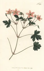 Geranio a becco di gru, Erodium incarnatum