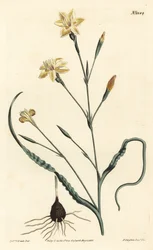 Moraea a foglie arricciate, Moraea crispa