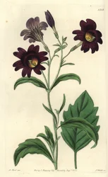 Salpiglossis sinuata - Lingua dipinta, Salpiglossis sinuata