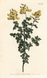 Cytisophyllum sessilifolium (Cytisus sessilifolius)