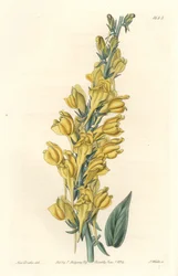 Lino della Dalmazia