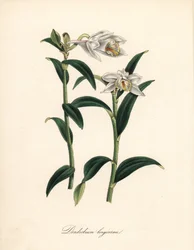 Dendrobium varietà - Orchidea dendrobium a lungo corno, Dendrobium longicornu. Copiato dal “” Botanical Register”” di Sydenham Edwards. Zincografia a mano colorata di C. Chabot disegnata da Miss M. A. Burnett dal suo “” Plantae Utiliores: or Illustrations 