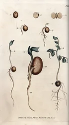 Diversi stadi di germinazione del seme di pisello e del fagiolo comune