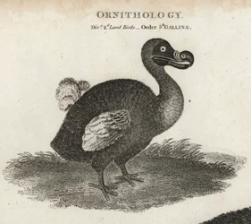 Dodo, Raphus cucullatus, uccello estinto incapace di volare