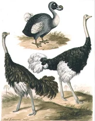 Dodo e struzzo