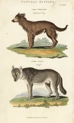 Cane e Lupo - Cane da pastore, Canis familiaris, e lupo, Canis lupus