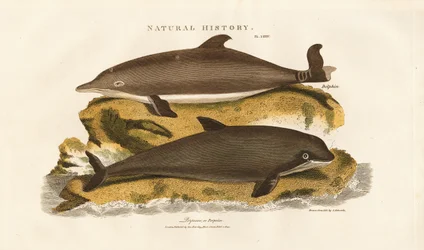 Delfino e focena comune