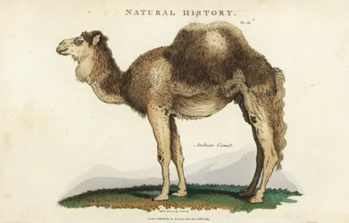 Dromedario - Dromedario arabo o cammello a una gobba, Camelus dromedarius. Incisione a mano colorata a rame di Sydenham Edwards dal Pantologia di John Mason Good, G. Kearsley, Londra