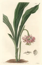 Orchidea terrestre, originaria dello Sri Lanka
