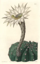 Echinocactus eyriesii, cactus fiorito, nativo del Messico