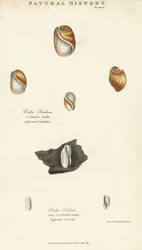 Bula elastica e bula pallida