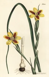 Moraea elegans