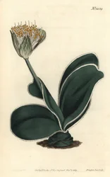 Orecchio di elefante