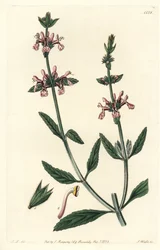 Stachys albicaulis