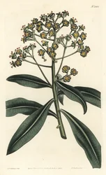 Euforbia mellifera