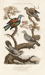 Specie di uccelli europei sugli alberi