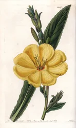 Enotera con grandi fiori (incisione di S.Watts, illustrazione di Sarah Anne Drake, dal Botanical Register di Sydenham Edwards)