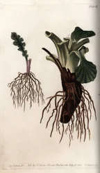 Radici fibrose di senecio comune e piantaggine grande (o piantaggine degli uccelli) (incisione colorata di Sydenham Edwards per le Conferences of Botanical, Botanical Garden of Lambeth)