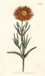 Fico marino dorato, Mesembryanthemum aureum