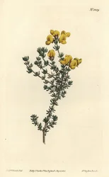 Aspalathus carnosa