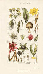 Strutture floreali e vegetali