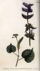 Foglie floreali e mazzo di violette di brattee terminali di salvia verde (o salvia hormine) e tigli