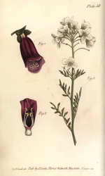 Digitale, Digitalis purpurea, Didynamia