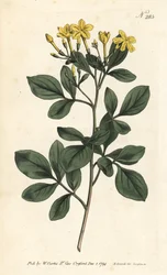 Gelsomino fragrante - Jasminum odoratissimum. Incisione a mano colorata a rame di Sansom da un