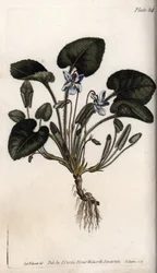 Viola odorosa (incisione colorata di Sydenham Edwards per le Conferences of Botanical, Botanical Garden of Lambeth)