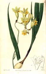 Freesia refracta (Tritonia reflexa). Incisione a mano colorata a rame di Smith da un