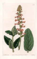 Genera Varietà