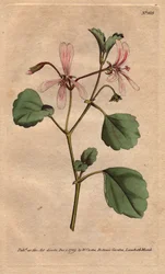 Geranio con foglia di acetosa