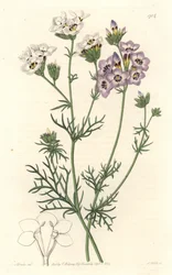Gilia tricolor, varietà bianca e viola, nativa della California