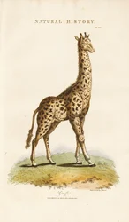 Giraffa