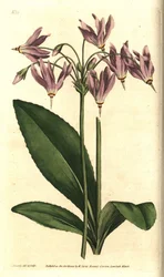 Giroselle della Virginia - Dodecatheon meadia. Incisione a mano colorata a rame da un