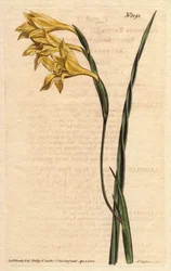 Glaieul con fiori gialli