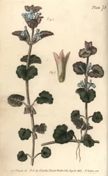 Edera terrestre, Glechoma hederacea, Gymnospermia. Incisione a mano colorata a rame di F. Sansom da un