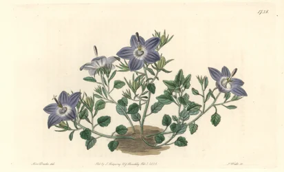 Campanula a foglie pelose, nativa dell