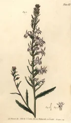 Lobelia di brughiera, Lobelia urens, Polygamia monogamia