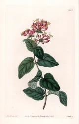 Erba varietà