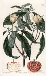 Corniolo himalayano
