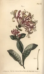 Caprifoglio, Lonicera caprifolium, Monogynia
