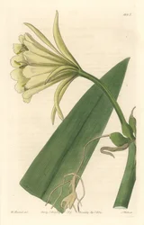 Ismene, Narciso o Giunchiglia del Perù - Acquaforte di S. Watts da un