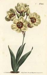 Ixia abbreviata (Ixia maculata v. ochroleuca). Incisione a mano colorata a rame di F. Sansom Jr. da un