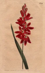 Ixia cremisi o fiore appassito, colore scarlatto scuro. Ixia cremisi o ixia a fiori sparsi con fiori cremisi profondi. Ixia patens. Incisione a mano colorata a rame da un