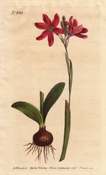 Ixia rosa della famiglia dei gigli sudafricani, descritta con bulbo e foglie
