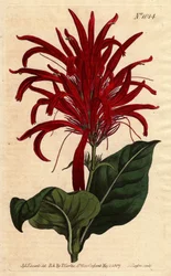 Pianta di Justicia con foglie lucide e fiori cremisi brillanti, nativa delle Barbados (incisione a mano colorata di Sydenham Edwards)