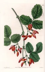 Kennedia macrophylla, pianta originaria dell