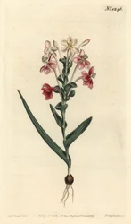 Lapeirousia pyramidalis (Lapeyrousia a spiga fogliosa, Lapeyrousia fissifolia). Incisione a mano colorata a rame di F. Sansom Jr. da un