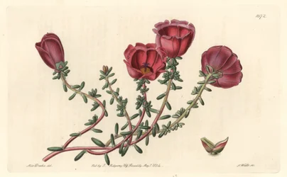 Portulaca a grandi fiori o cavaliere delle undici ore, nativa del Cile